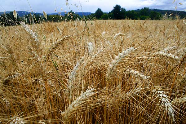 Baja en el precio del trigo gatilla críticas del Diputado Ceroni a los “Poderes compradores”